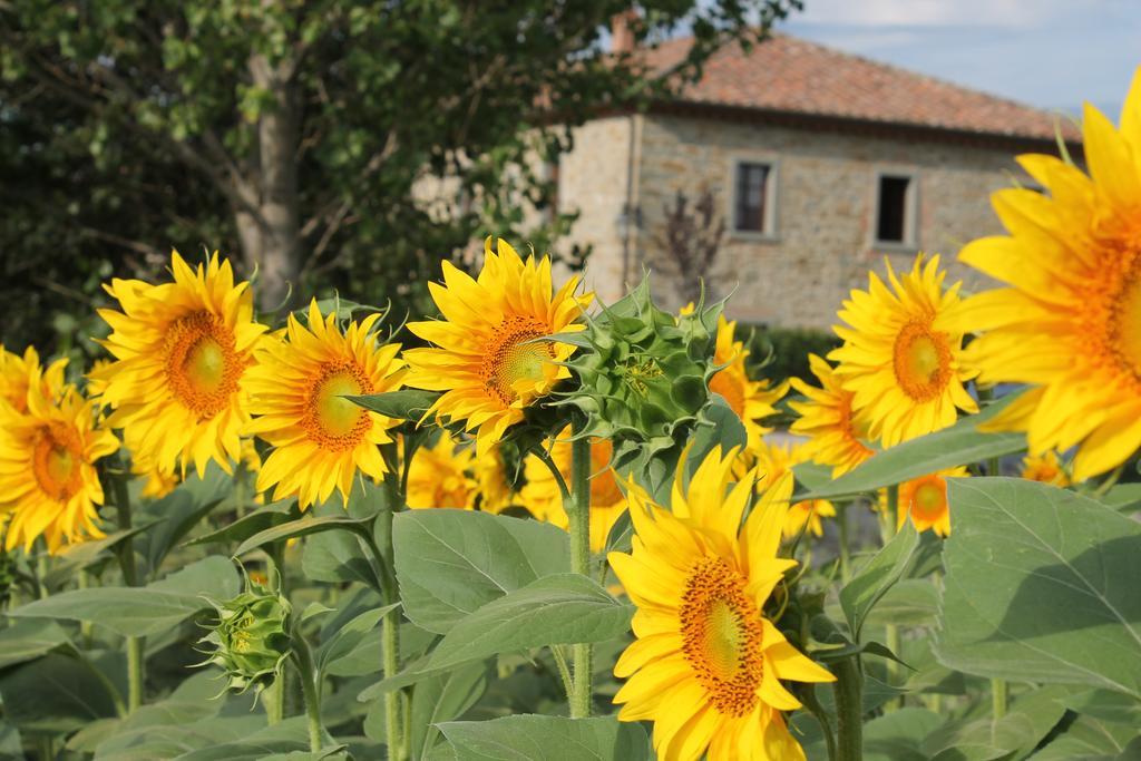 Il Grifone A Cortona Residence Eksteriør billede
