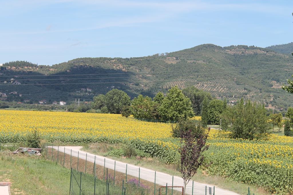 Il Grifone A Cortona Residence Eksteriør billede