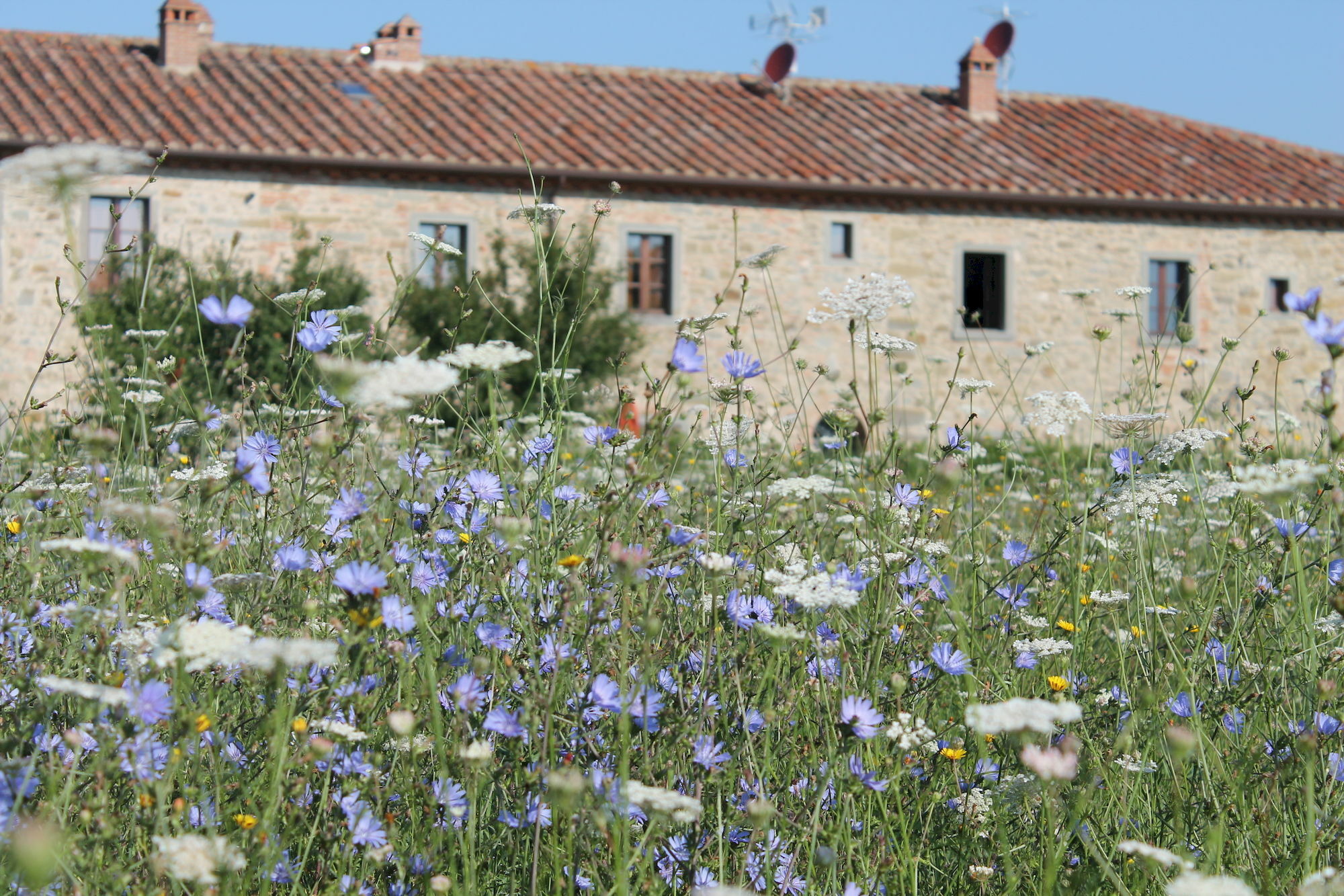 Il Grifone A Cortona Residence Eksteriør billede